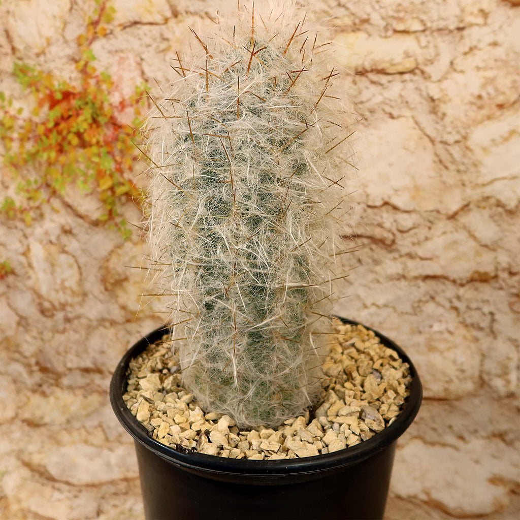 Old Man of the Mountain Cactus ‘Oreocereus trollii’