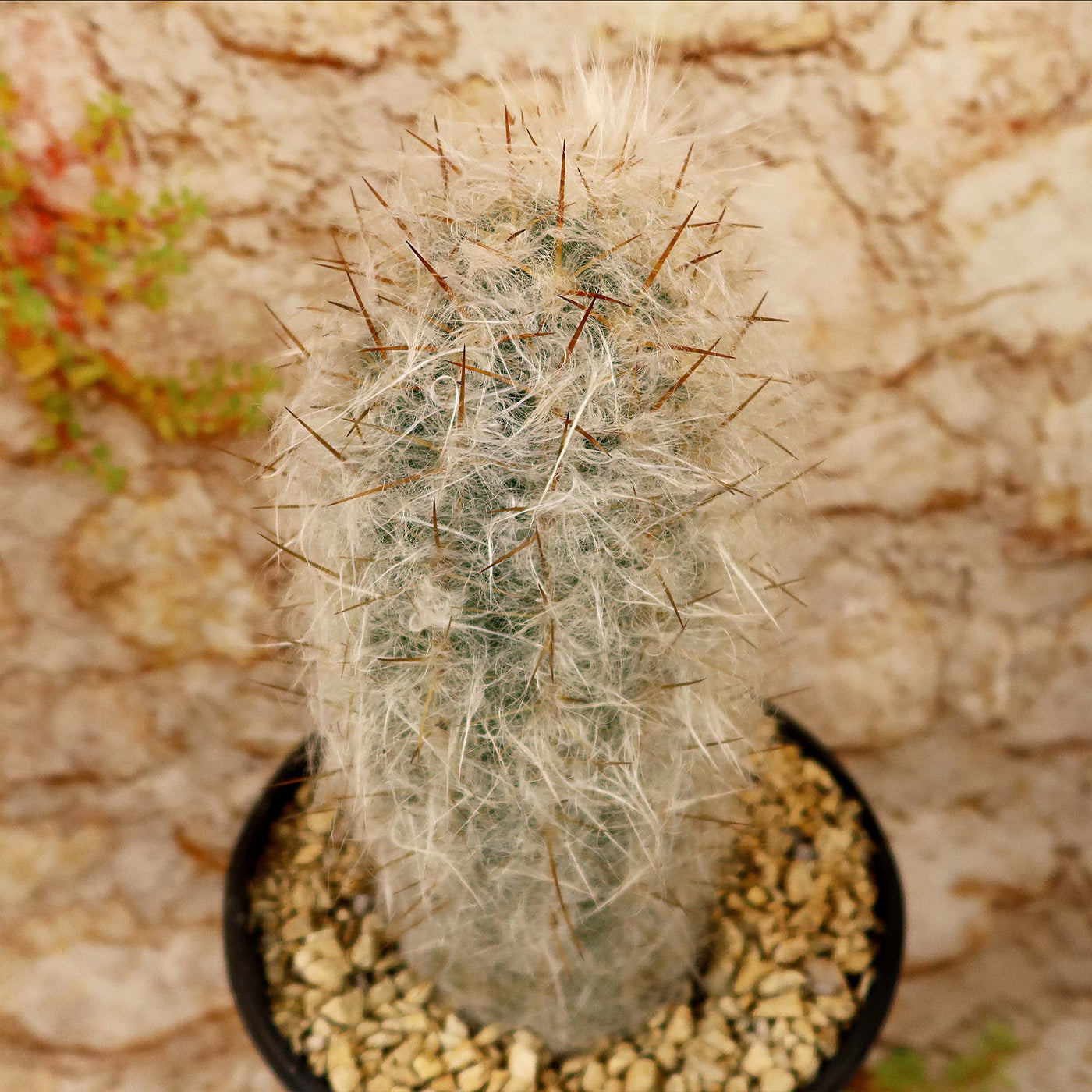 Old Man of the Mountain Cactus ‘Oreocereus trollii’
