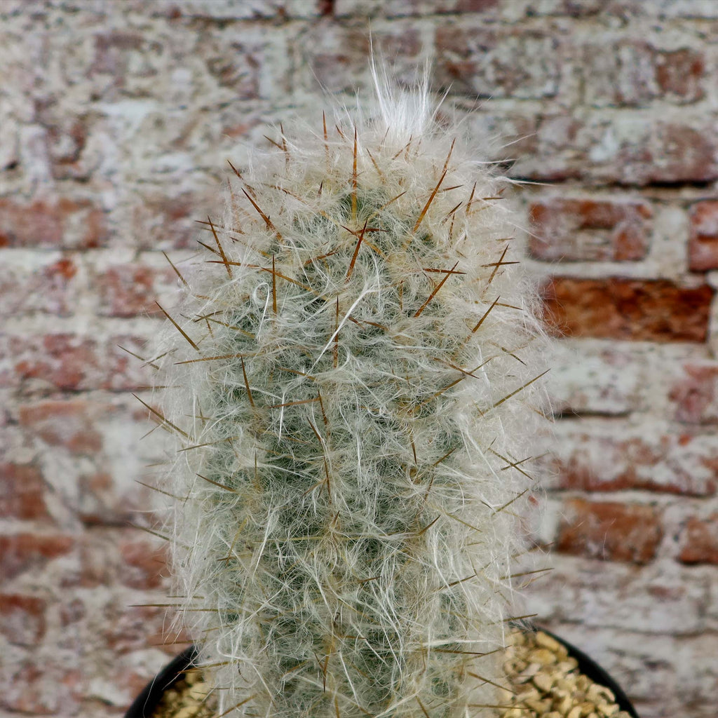 Old Man of the Mountain Cactus ‘Oreocereus trollii’