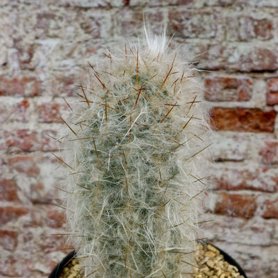 Old Man of the Mountain Cactus ‘Oreocereus trollii’