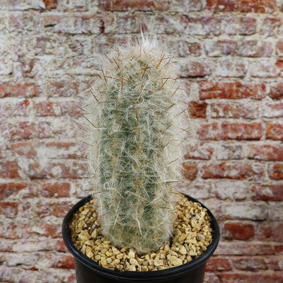 Old Man of the Mountain Cactus ‘Oreocereus trollii’