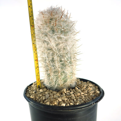 Old Man of the Mountain Cactus ‘Oreocereus trollii’
