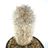 Old Man of the Mountain Cactus ‘Oreocereus trollii’
