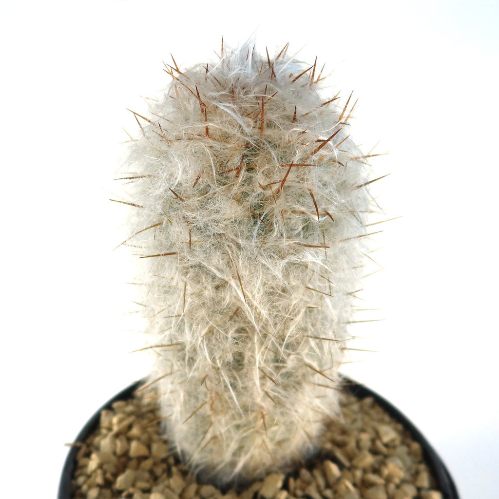 Old Man of the Mountain Cactus ‘Oreocereus trollii’
