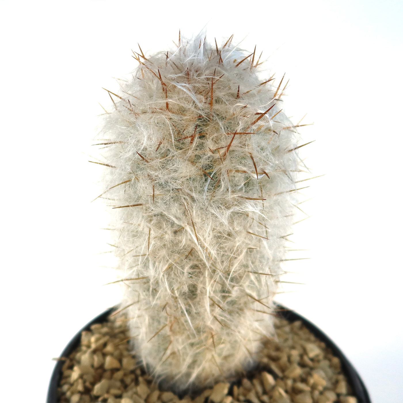 Old Man of the Mountain Cactus ‘Oreocereus trollii’