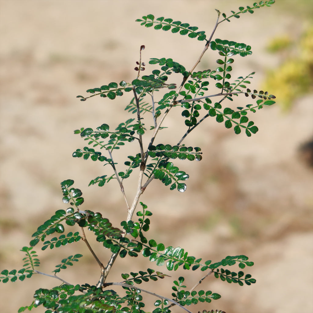 Operculicarya decaryi