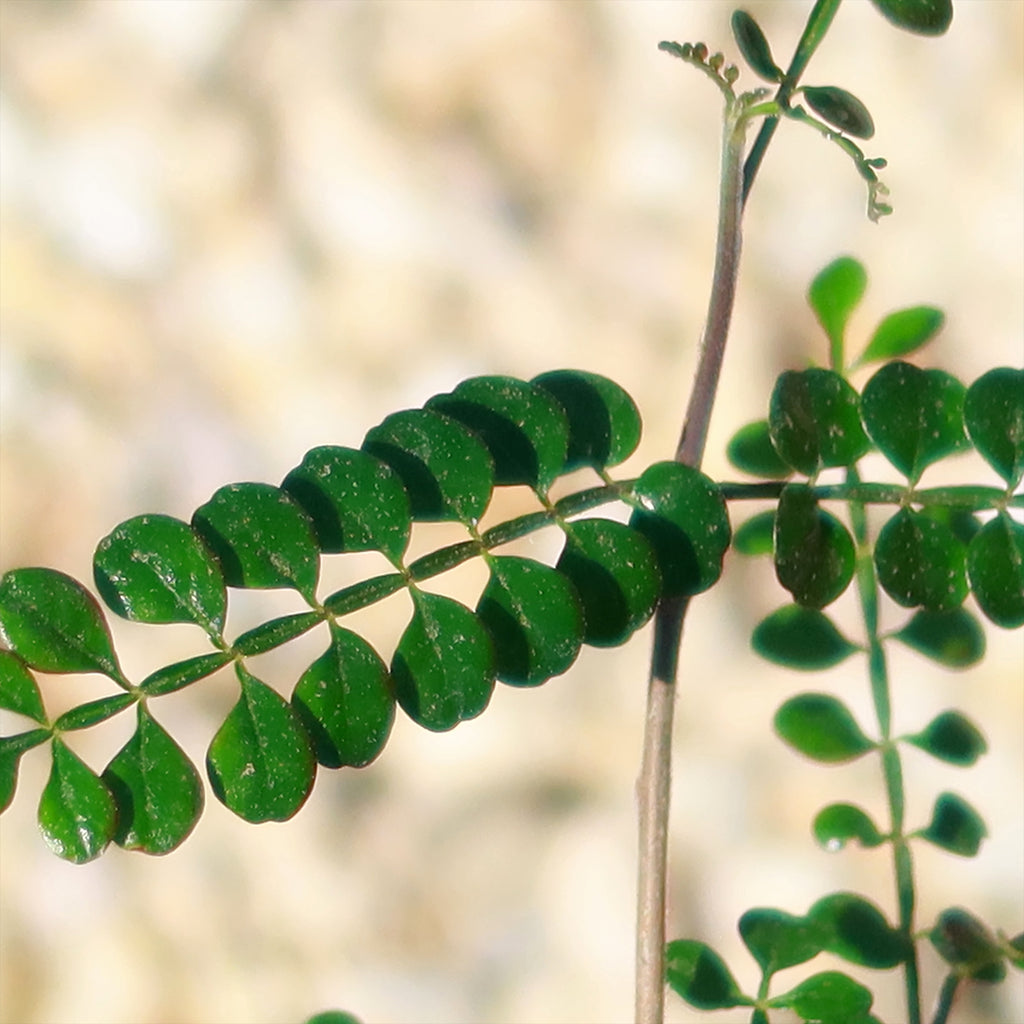 Operculicarya decaryi