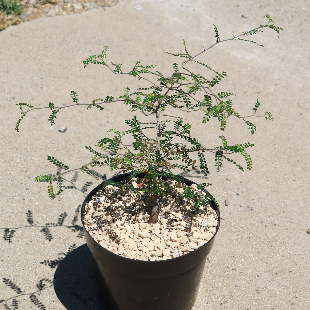 Operculicarya pachypus