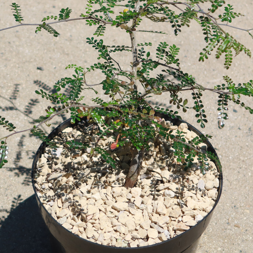 Operculicarya pachypus