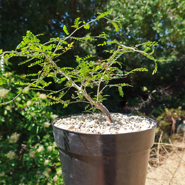 succulent that looks like bonsai tree Operculicarya Pachypus For Sale