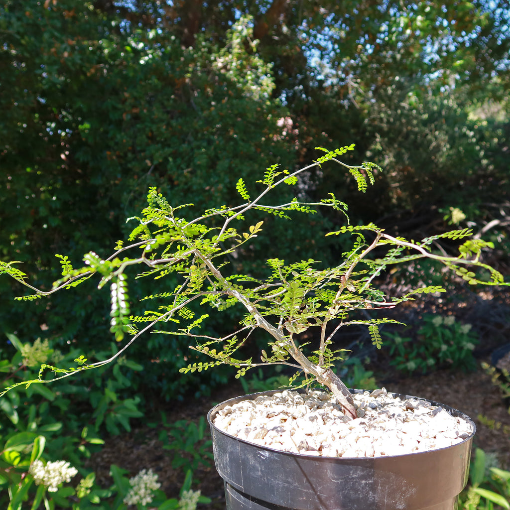 Operculicarya pachypus