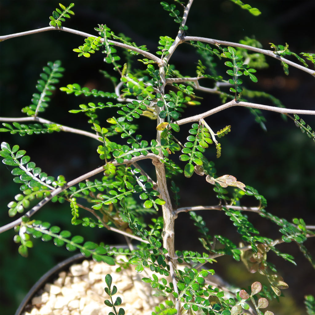 Operculicarya pachypus