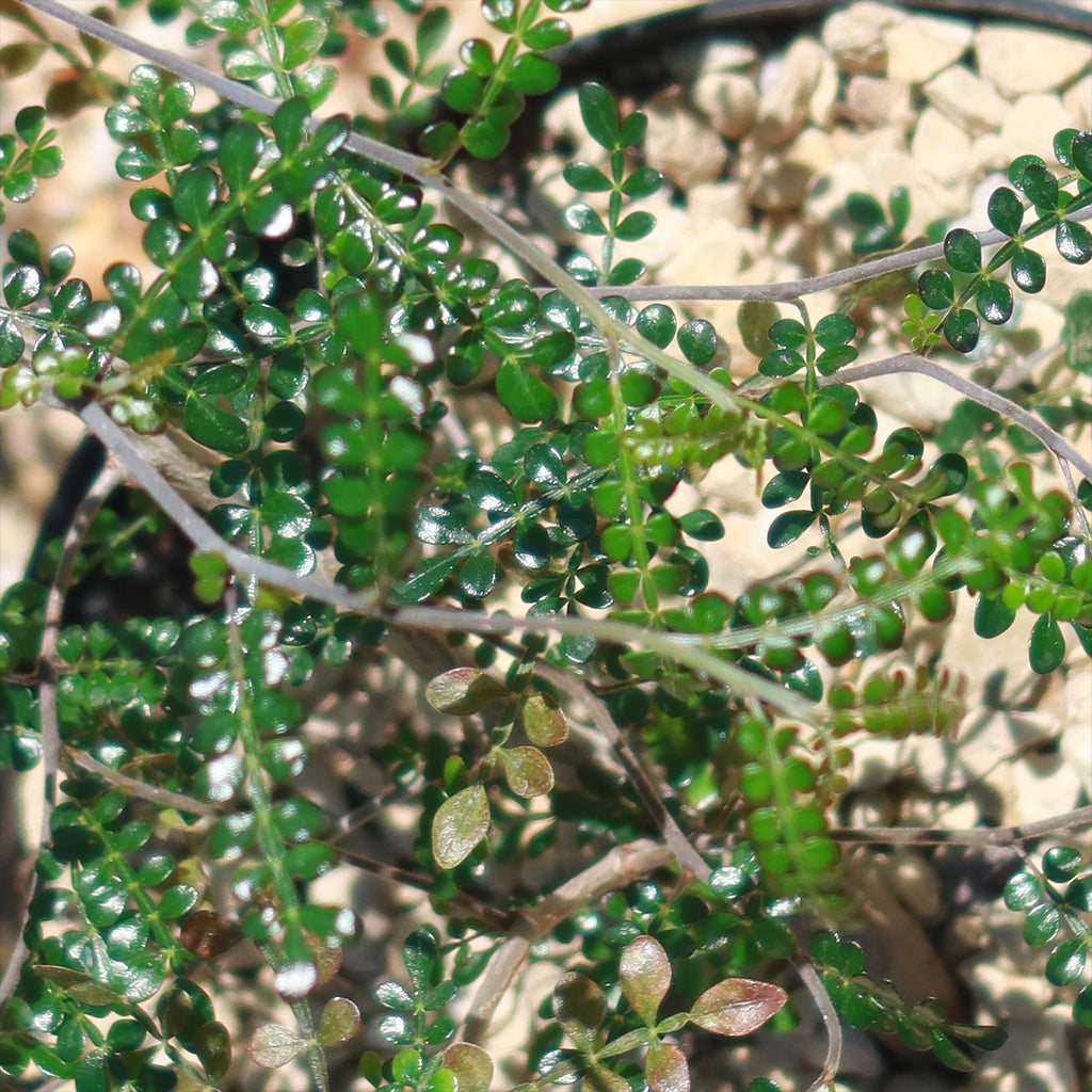 Operculicarya pachypus