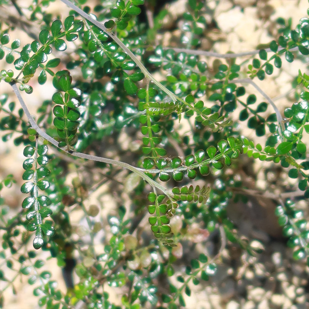 Operculicarya pachypus