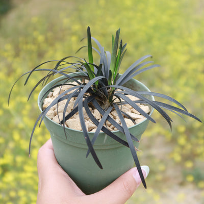 Black Mondo Grass 'Ophiopogon planiscapus Nigrescens'