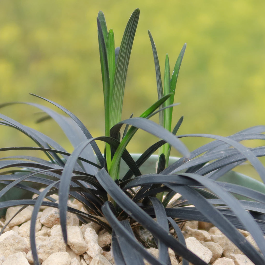 Black Mondo Grass &