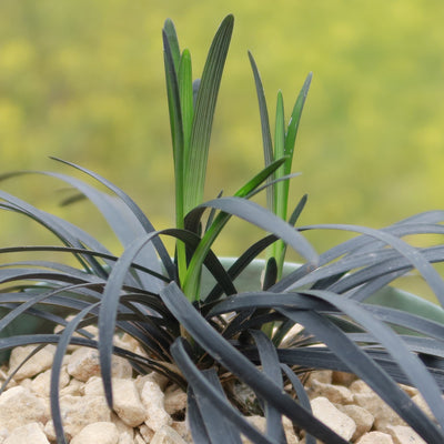 Black Mondo Grass 'Ophiopogon planiscapus Nigrescens'