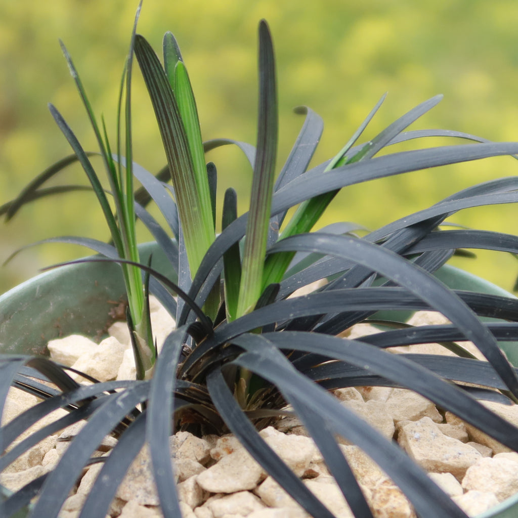 Black Mondo Grass &