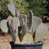 Beavertail Cactus &