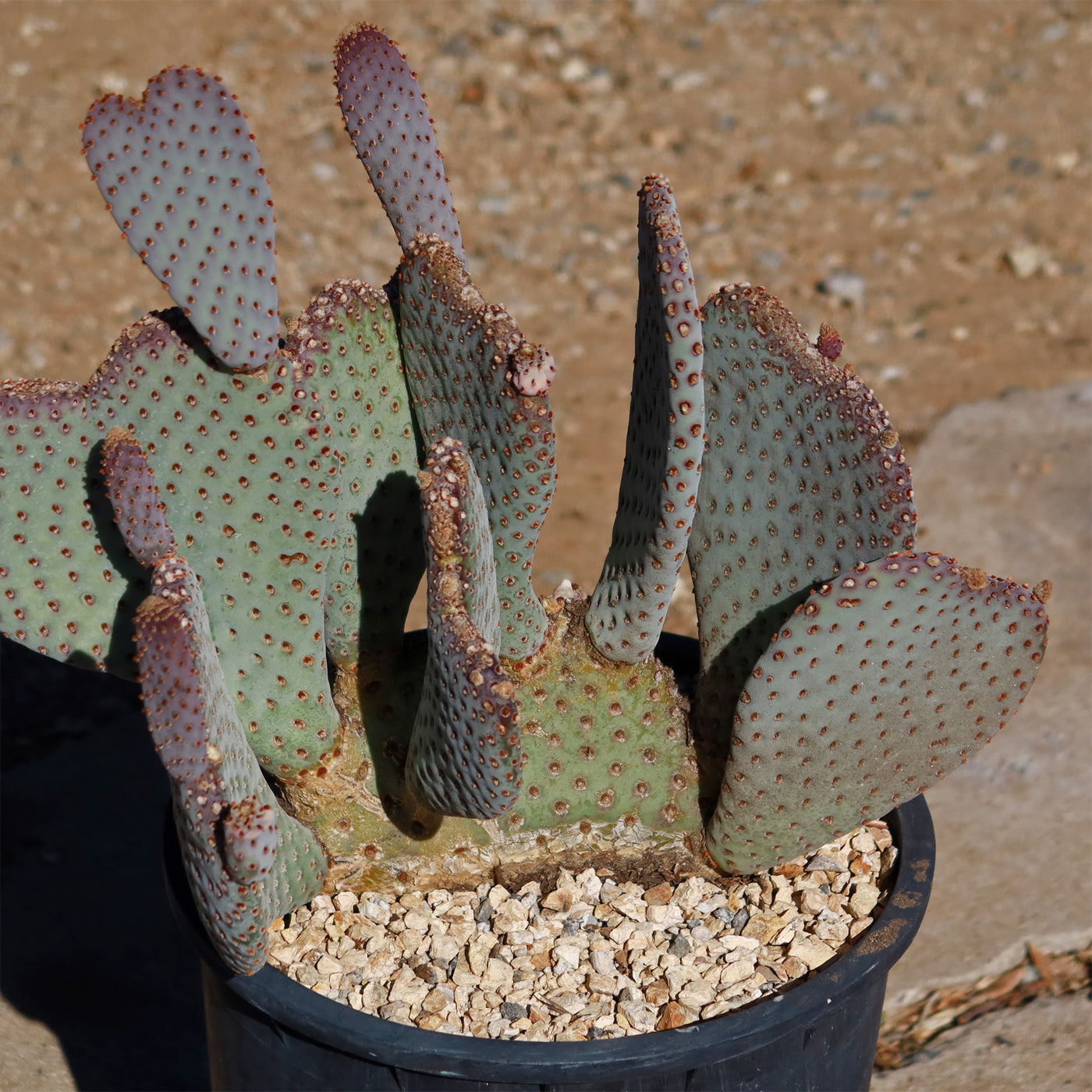 beaver tail prickly pear cactus Buy 'Beavertail Cactus - Opuntia basilaris' Care and Growers Guide