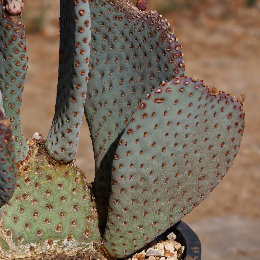 Beavertail Cactus &