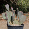 Beavertail Cactus &