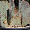 Beavertail Cactus &