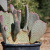 Beavertail Cactus &