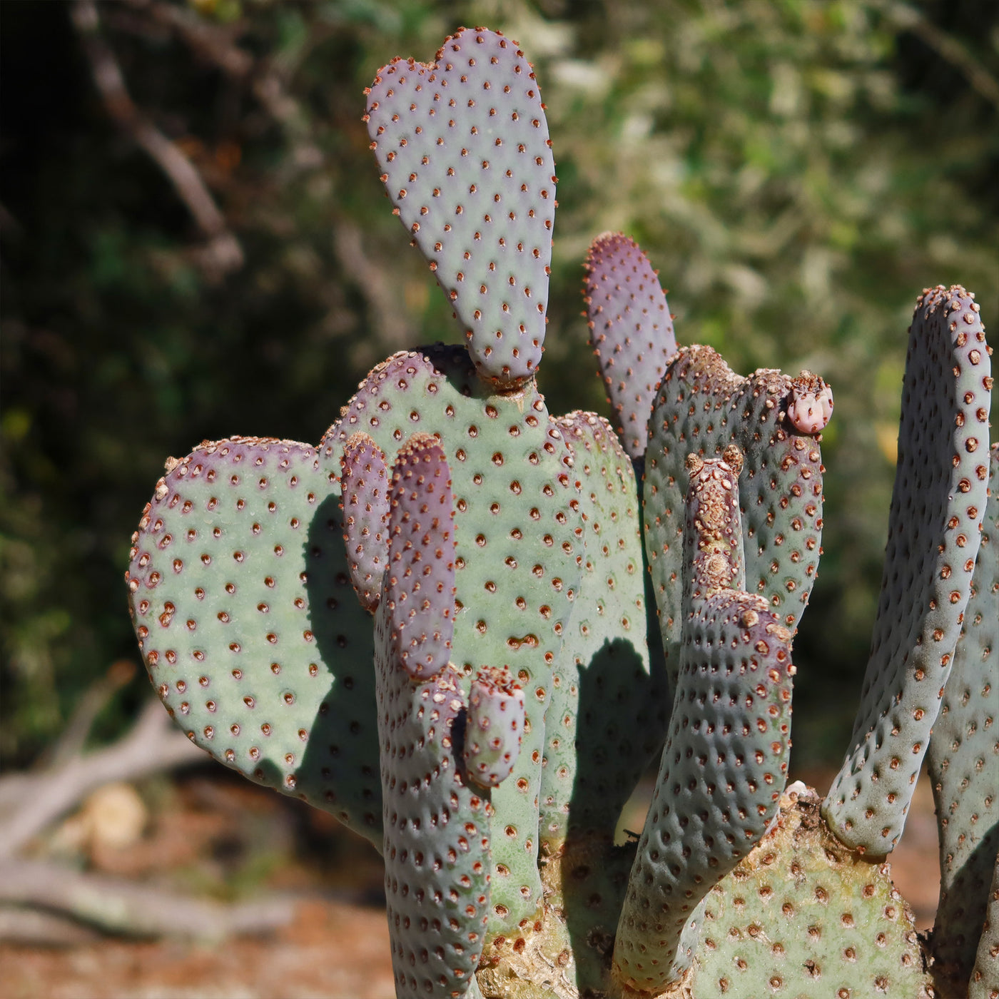 Beavertail Cactus 'Opuntia basilaris'