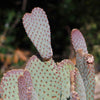 Beavertail Cactus &