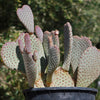 Beavertail Cactus &