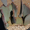 Beavertail Cactus &