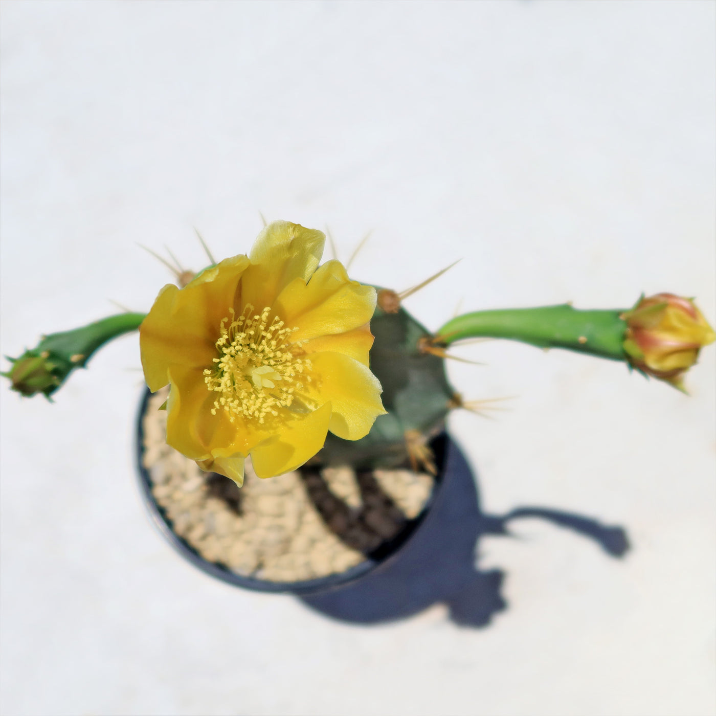 Opuntia Desert Ace