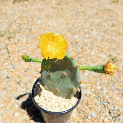 Opuntia Desert Ace