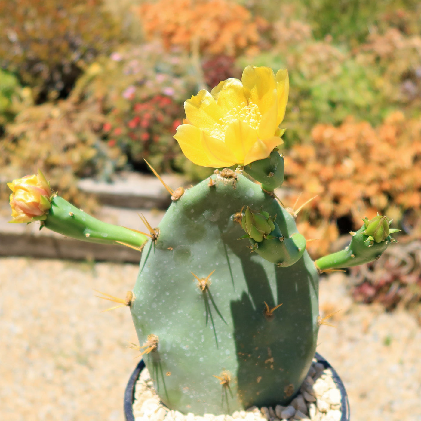 Opuntia Desert Ace