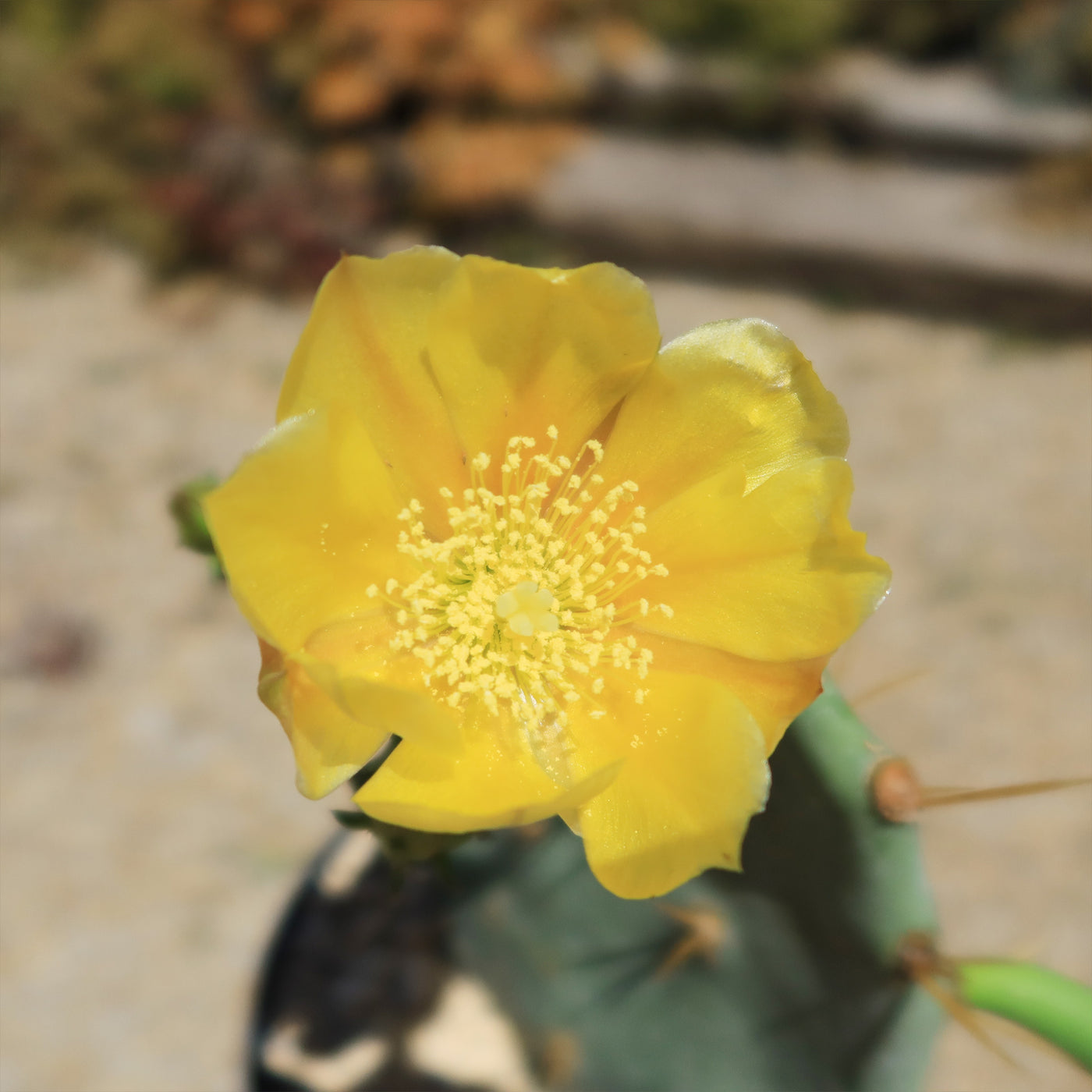 Opuntia Desert Ace