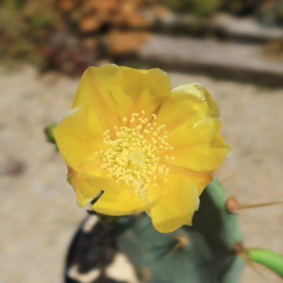 Opuntia Desert Ace