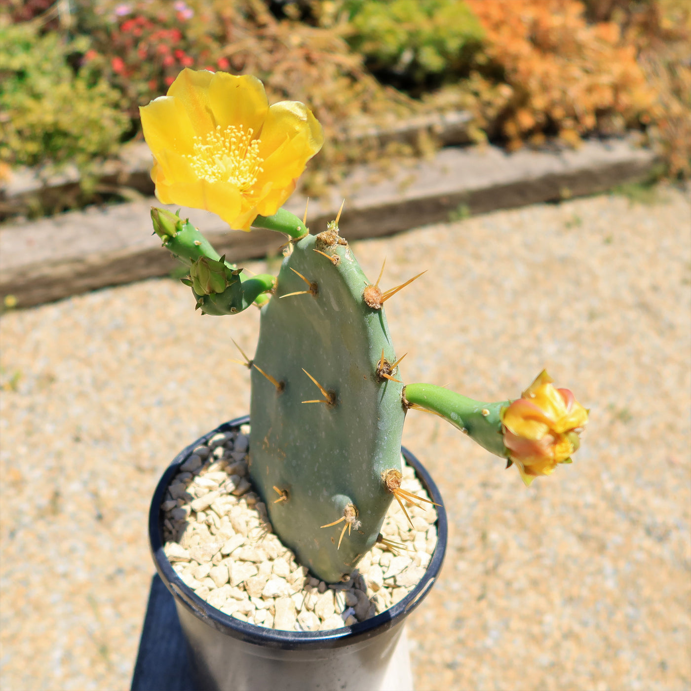 Opuntia Desert Ace