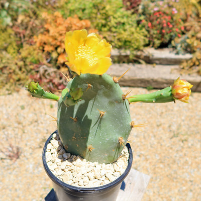 Opuntia Desert Ace