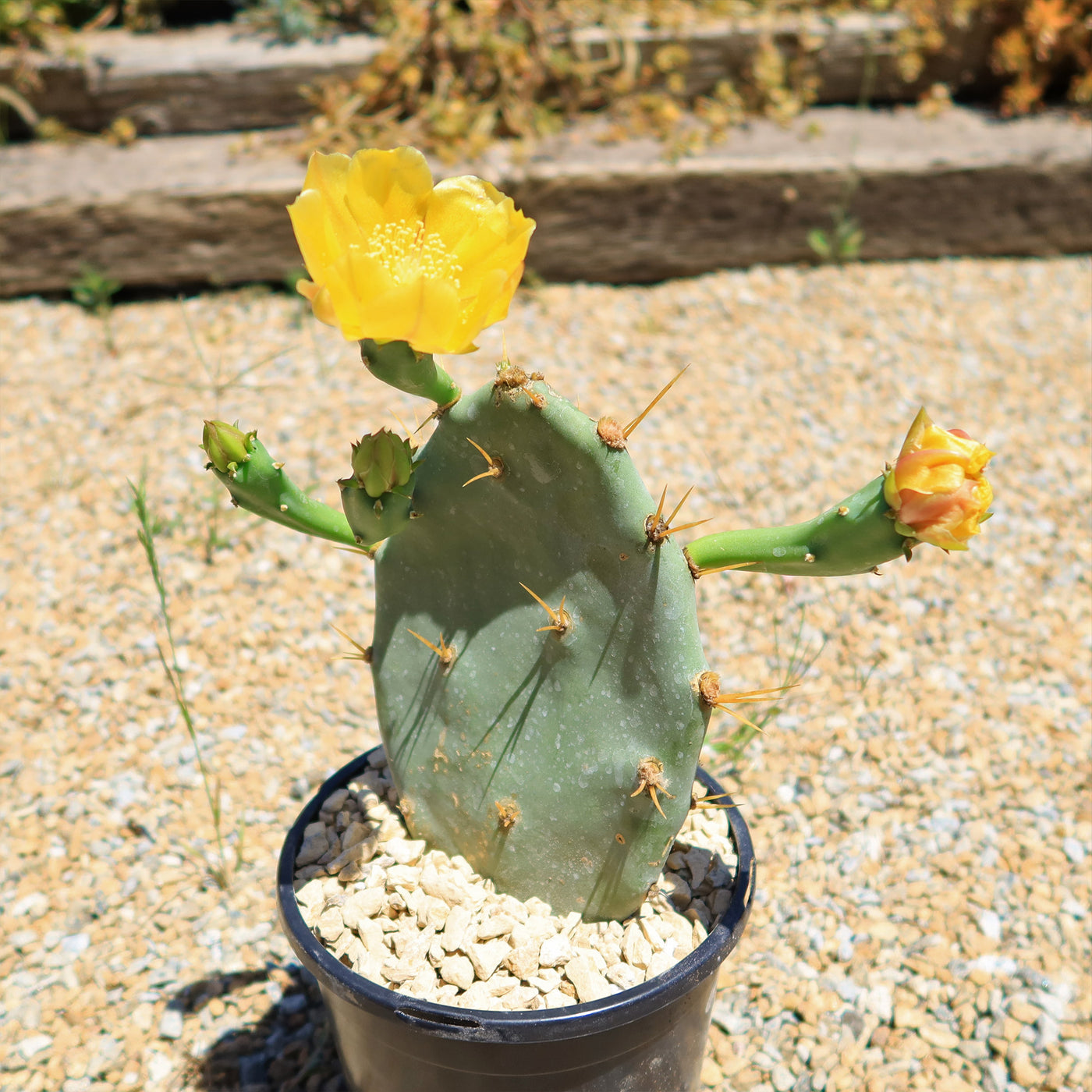 Opuntia Desert Ace