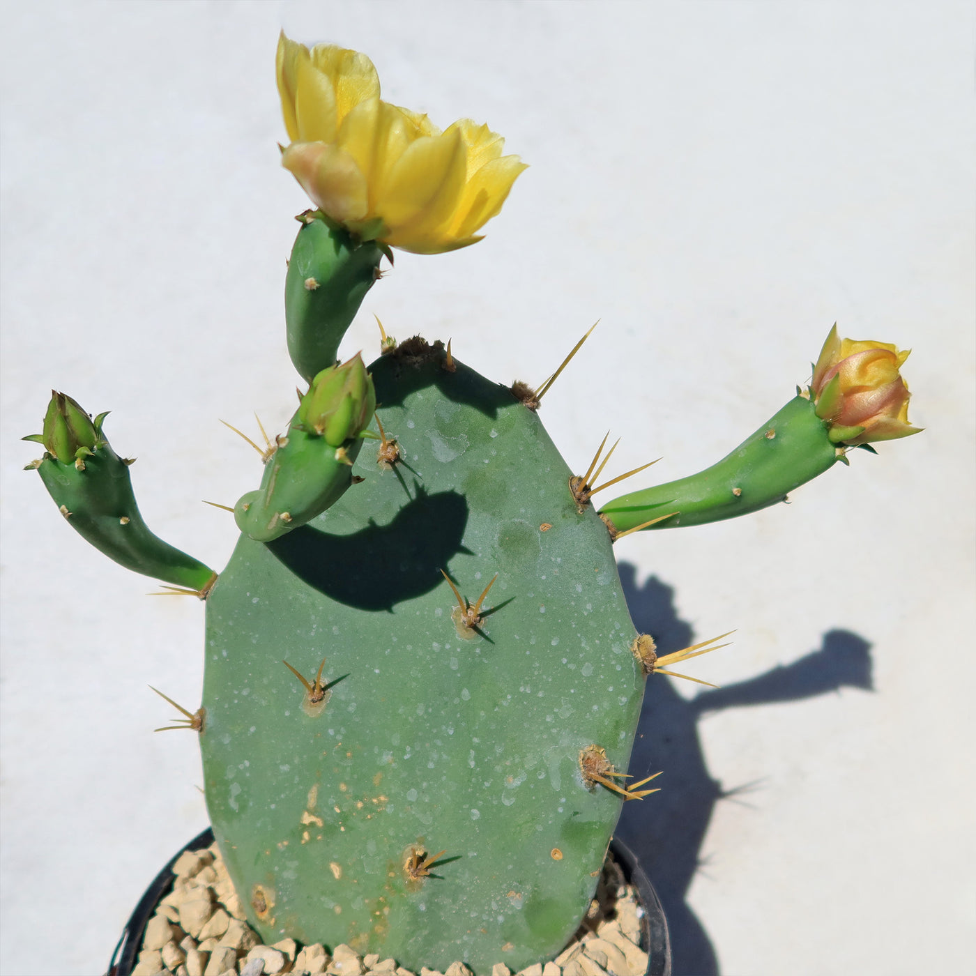 Opuntia Desert Ace