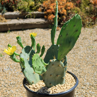 Opuntia Desert Ace