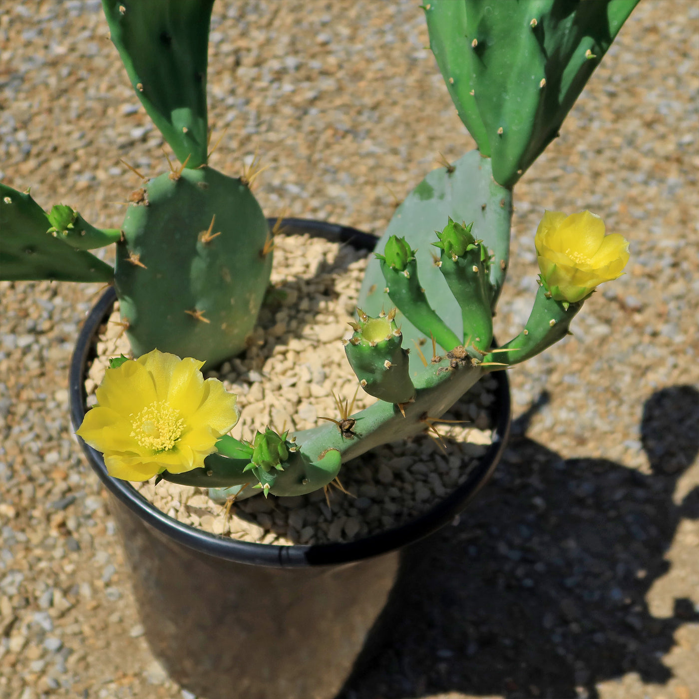 Opuntia Desert Ace