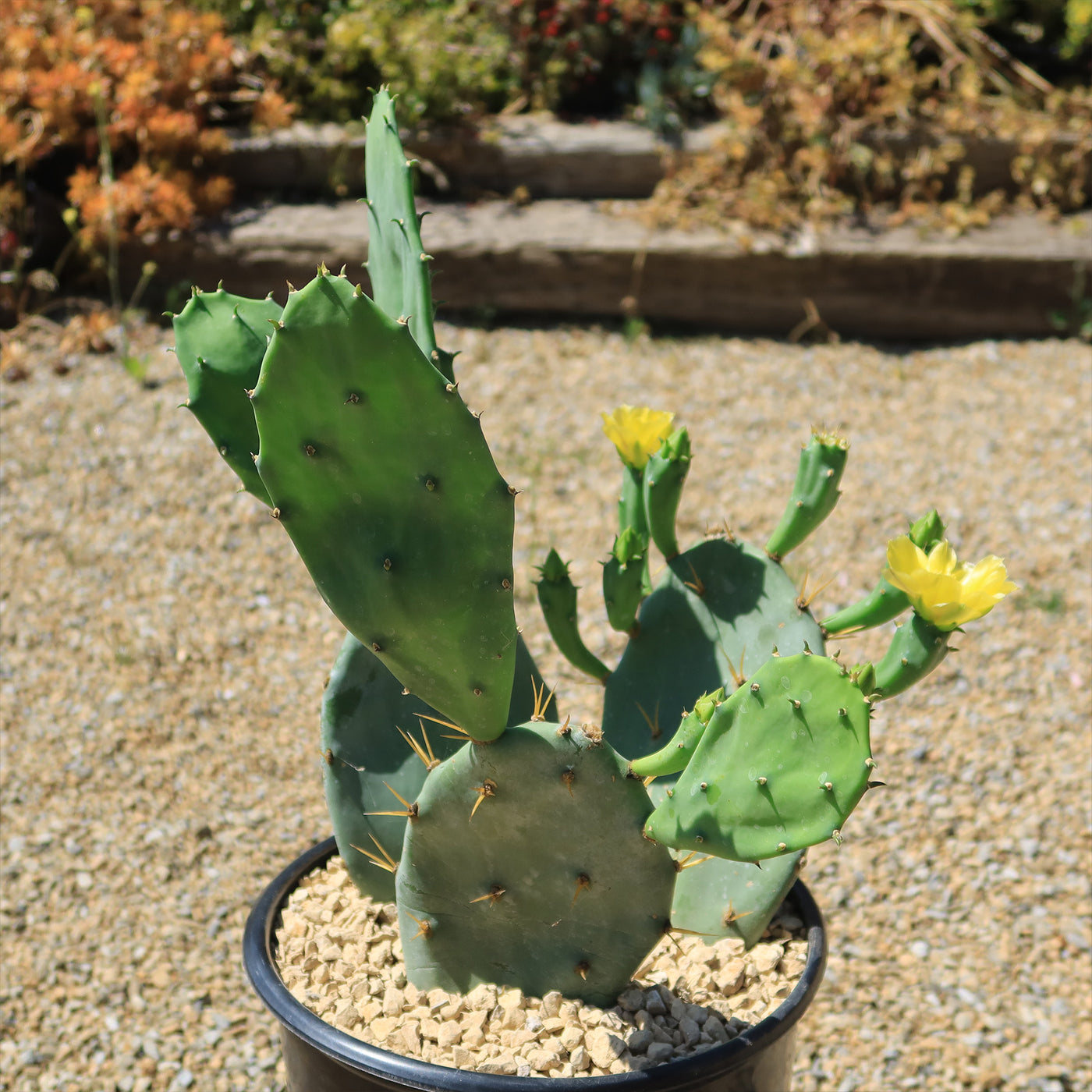prickly pear cactus in desert Opuntia Desert Ace – Planet Desert