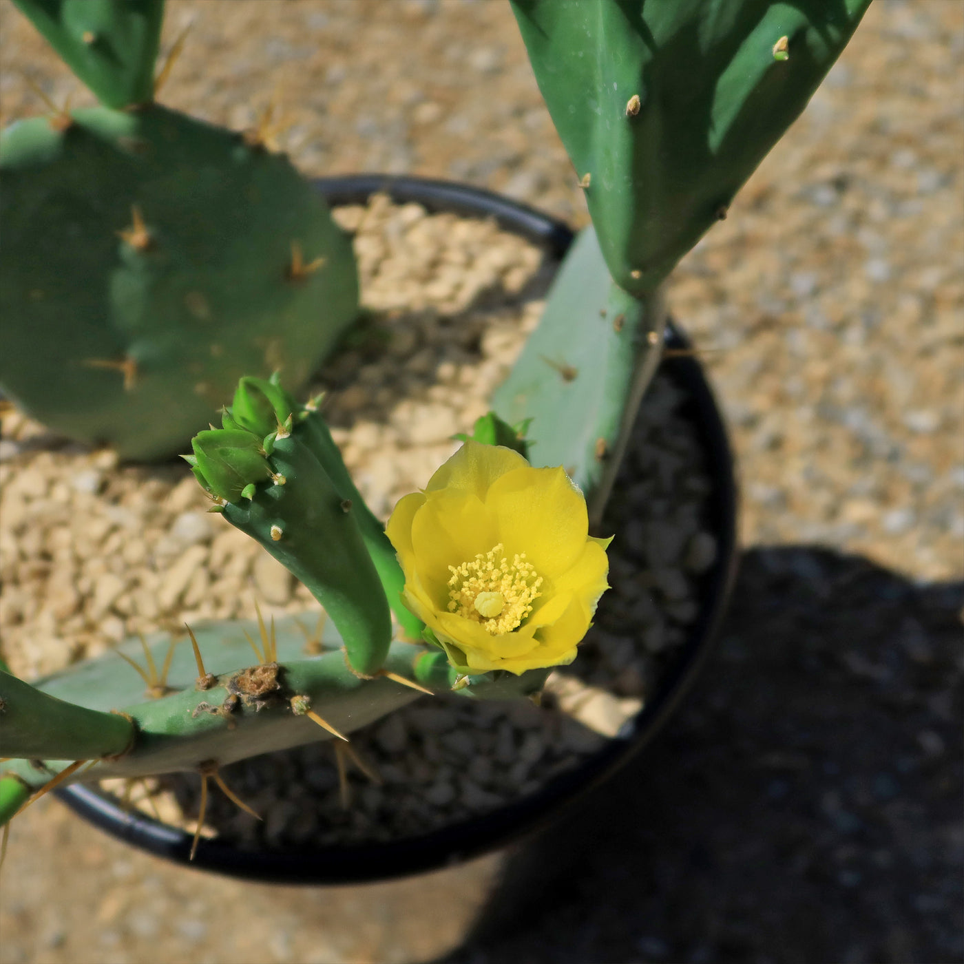 Opuntia Desert Ace