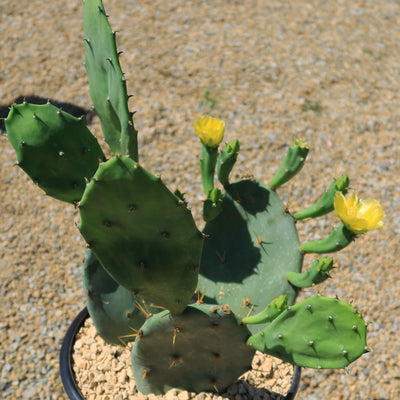 Opuntia Desert Ace