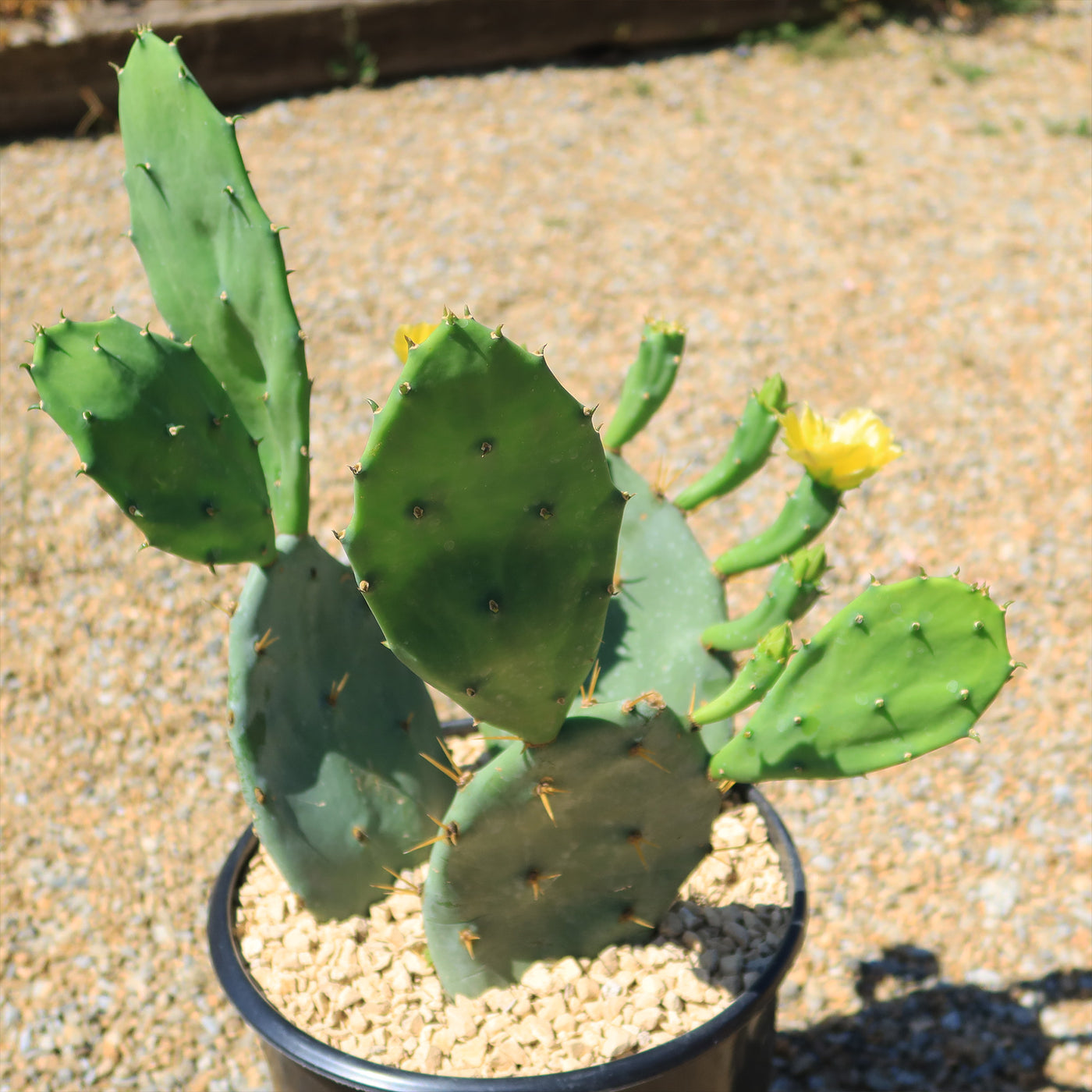ace plant pots Opuntia Desert Ace – Planet Desert