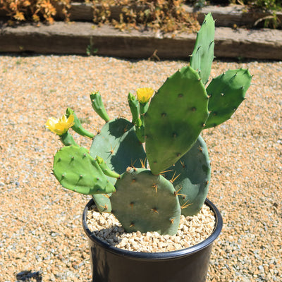 Opuntia Desert Ace