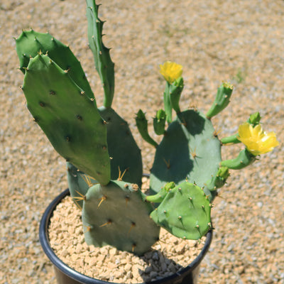 Opuntia Desert Ace