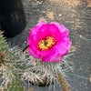 Grizzly Bear Prickly Pear Cactus ‘Opuntia polyacantha Var. Erinacea’